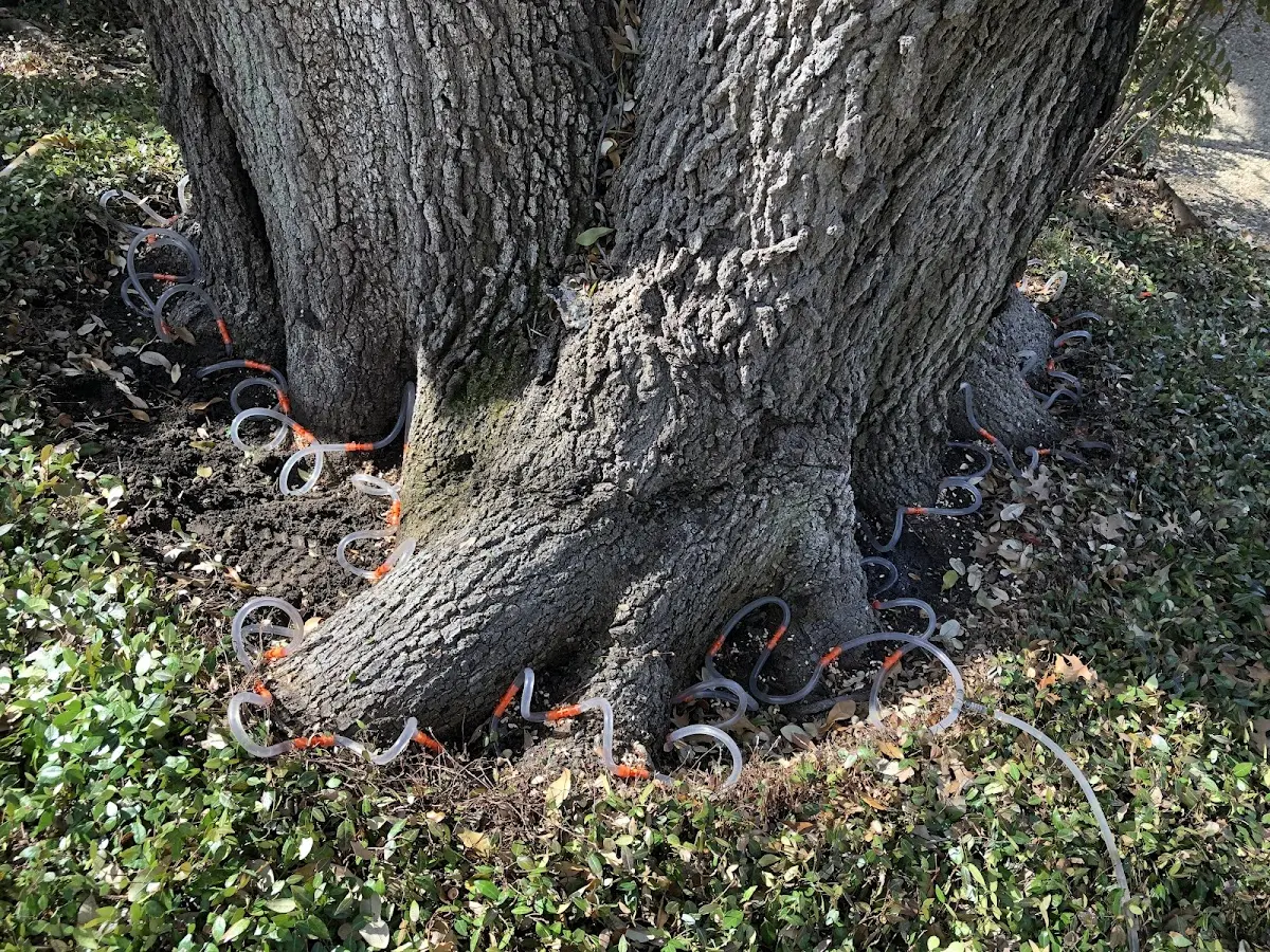 Detailed Tree Cabling and Bracing job site in Emerson