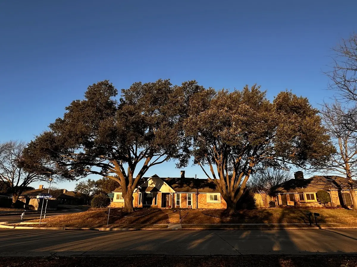 Established residential canopy tree shading a home in Emerson
